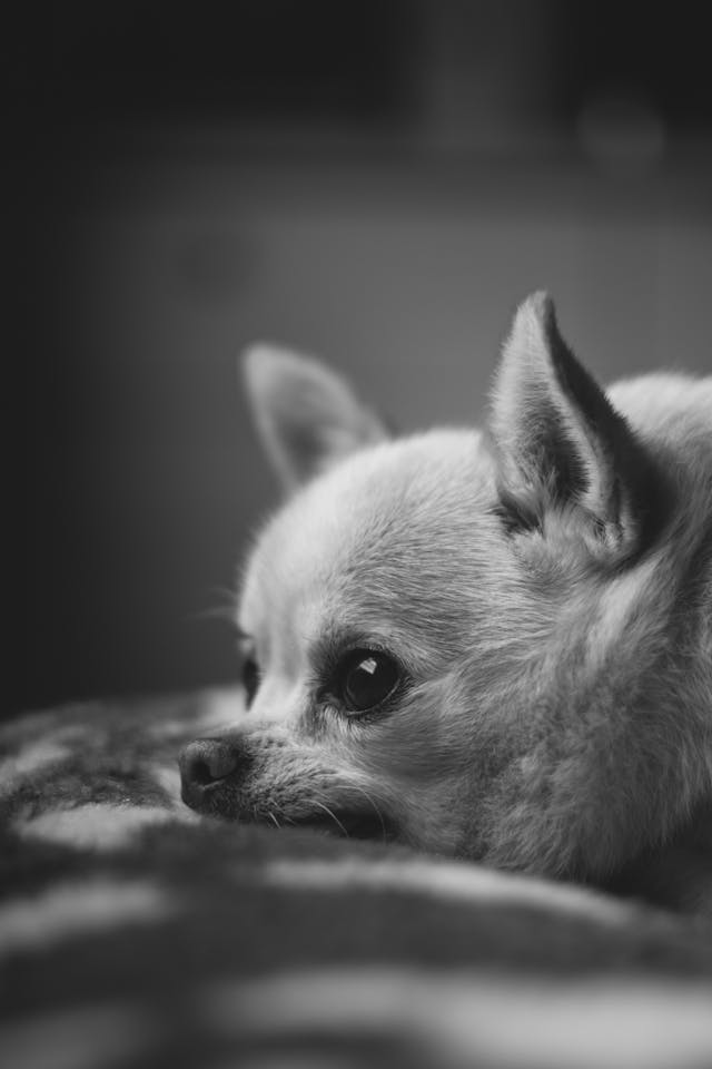 Chihuahua in ruhigem Moment – sensibles Hundeporträt in Schwarz-Weiß, Symbol für achtsame Pflege.