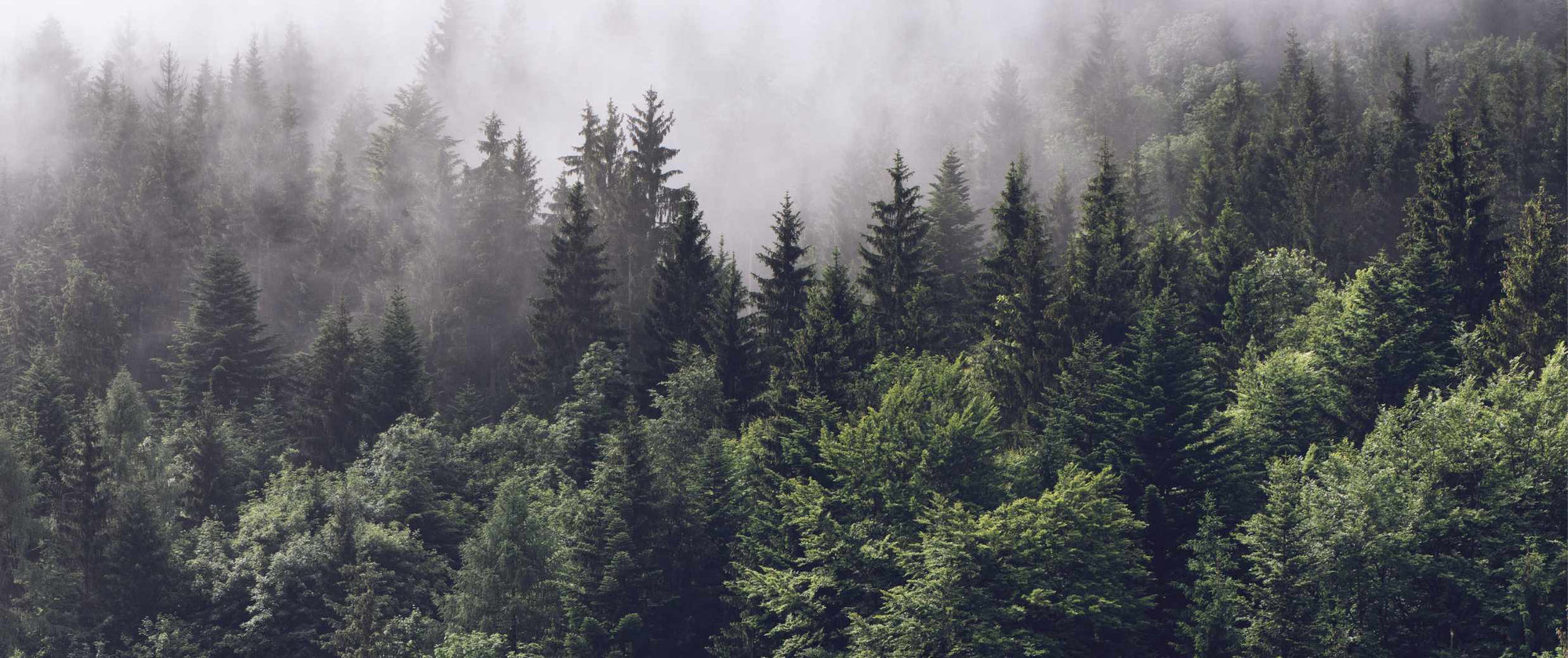 Nadelwald im Nebel – Symbol für nachhaltige Verpackungslösungen und Kiyonos Engagement im Grünen Punkt-System