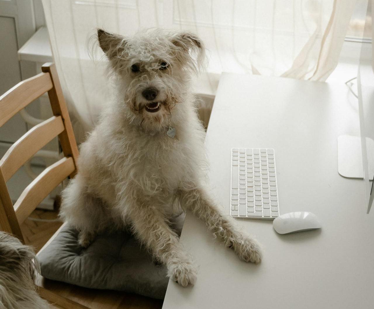 Ein Hund der vor einer Tastatur sitzt - schon bei unsere FAQ & Hilfe Seite vorbei geschaut?