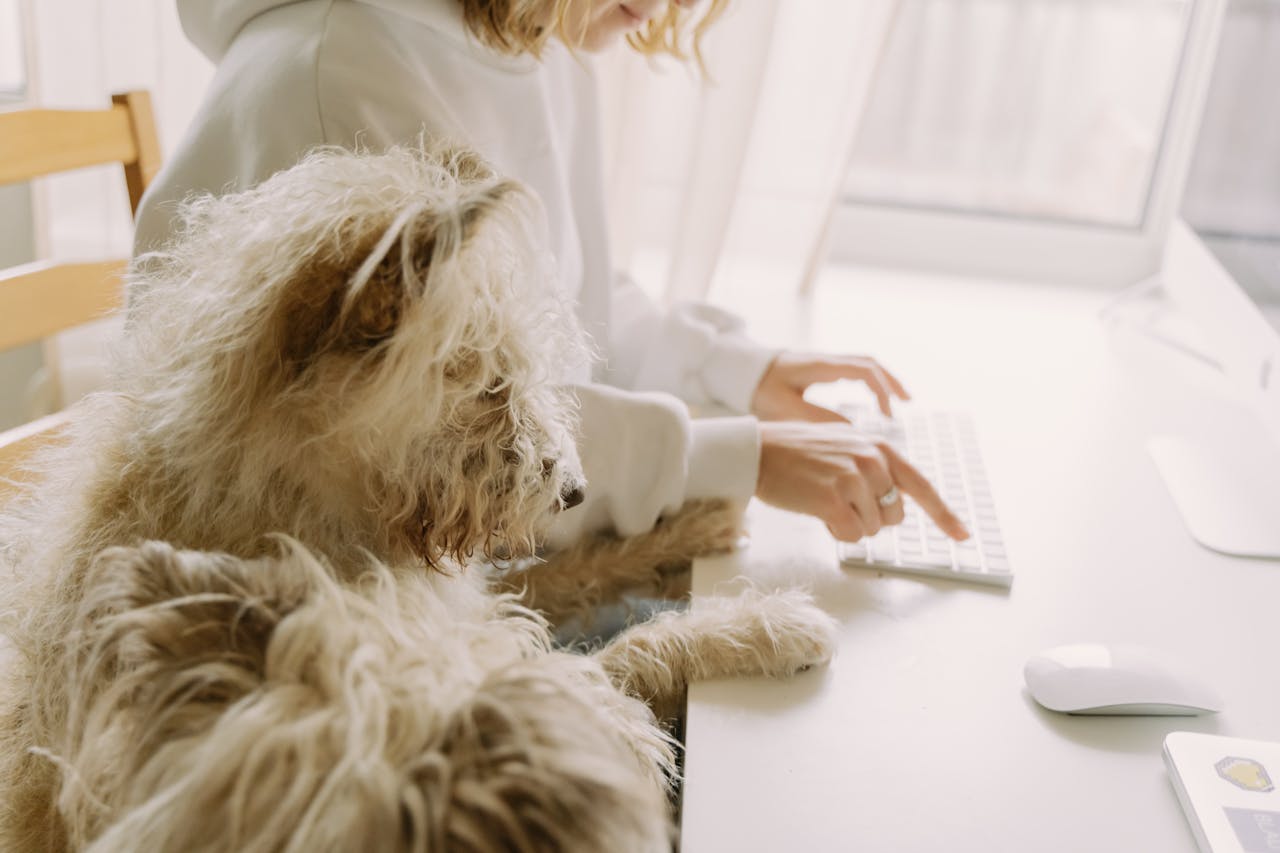 Hund liegt neben Laptop - symbolisch für den persönlichen Kundenservice bei Kiyono. Bei Fragen sind wir für dich da.