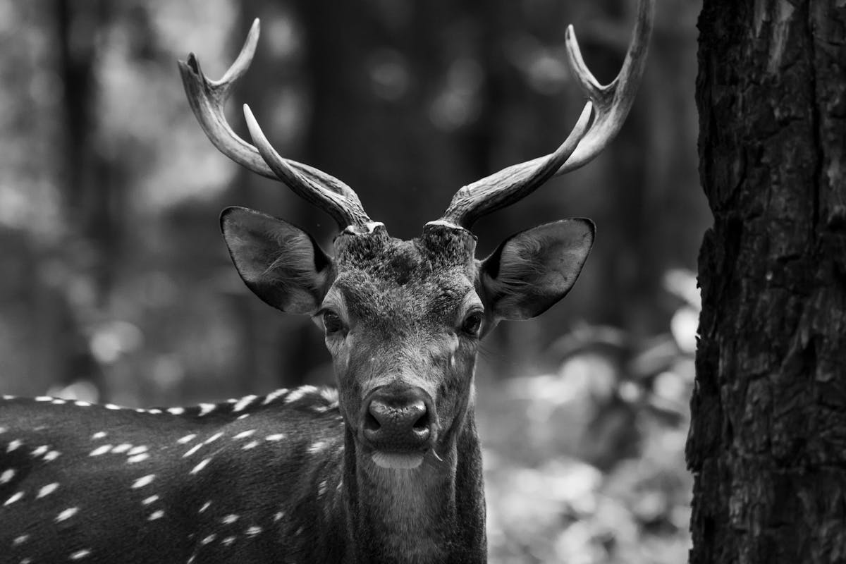 Porträt eines Hirsches im Wald – Symbol für Weitsicht, Achtsamkeit und natürliche Balance