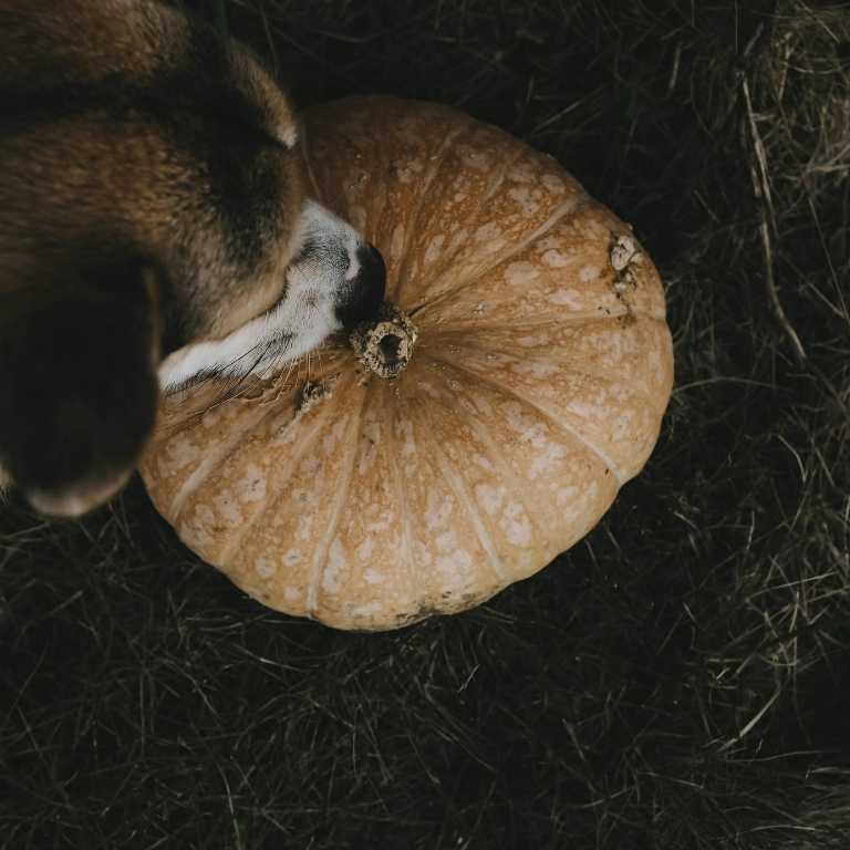 Hund mit einem Kürbis, dürfen Hunde Kürbis essen?