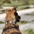 Bild in Galerie-Betrachter laden, Hundehalsband - Caza