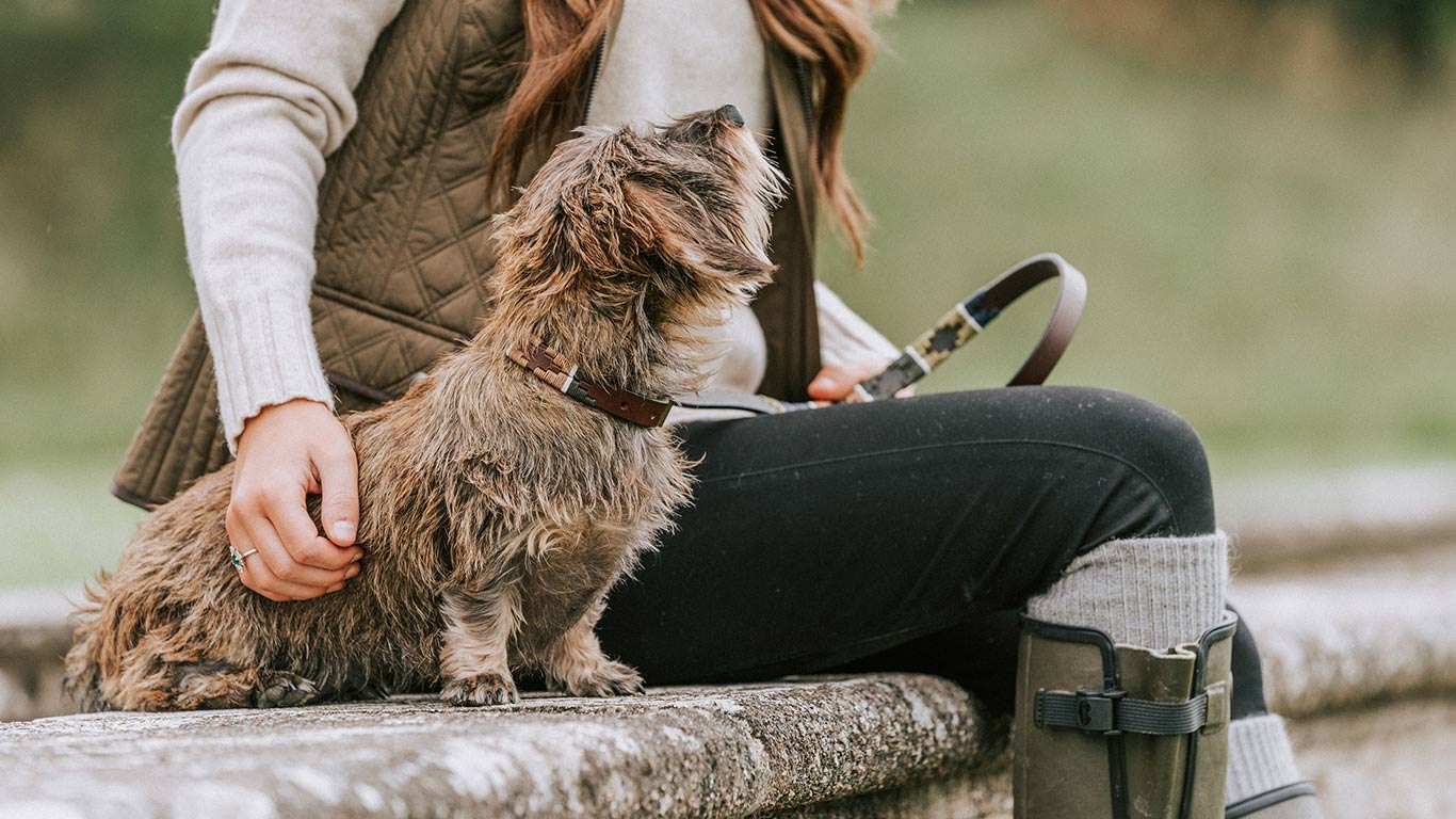Hochwertiges Leder-Hundehalsband und Leinen-Set von pampeano im eleganten britischen Country-Look
