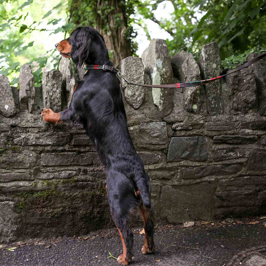 Hund mit Navidad Halsband und Leinen Set ausgestattet.