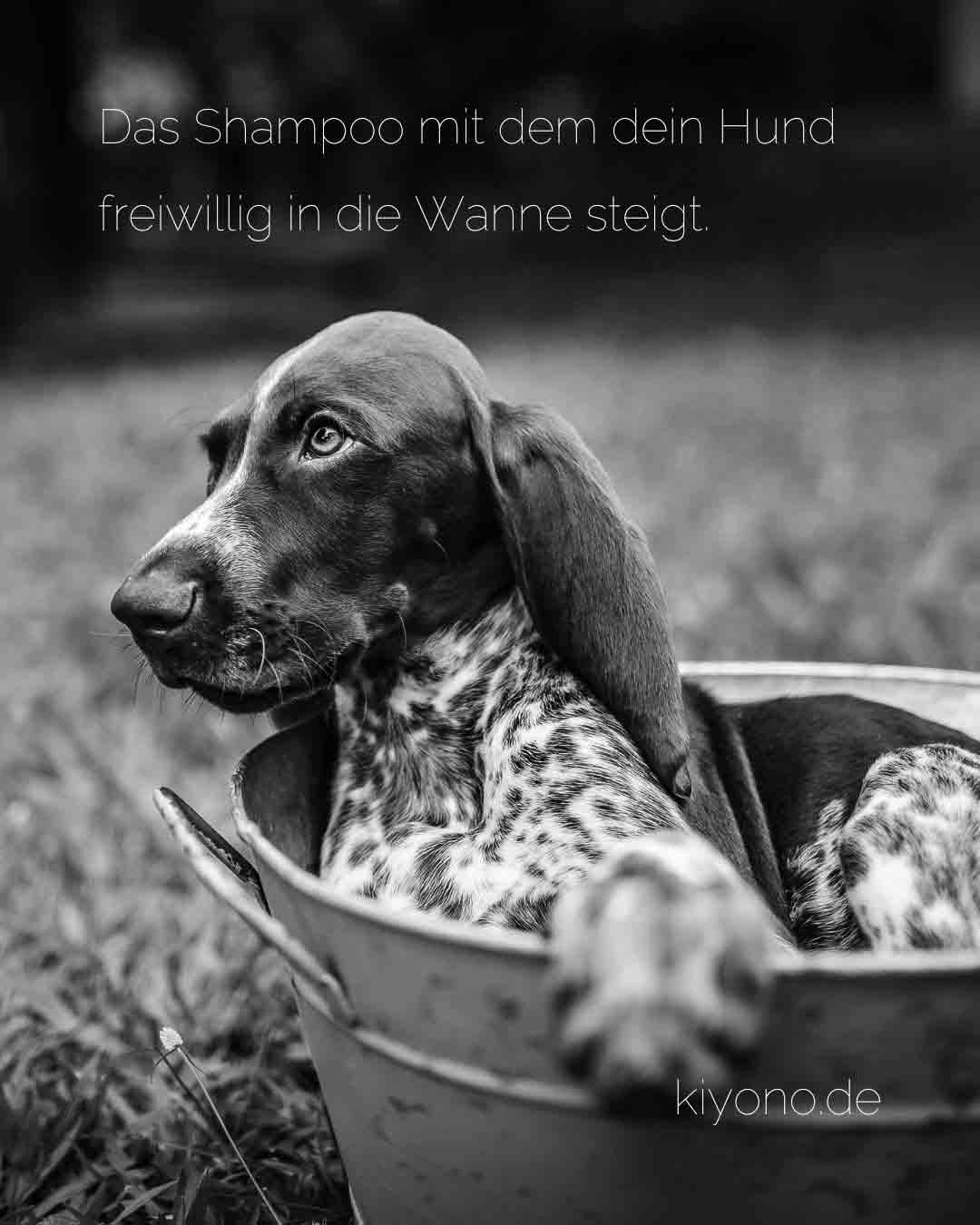 Das Shampoo mit dem dein Hund freiwillig in die Wanne steigt - Sensitiv Shampoo - Soft Balance von Kiyono