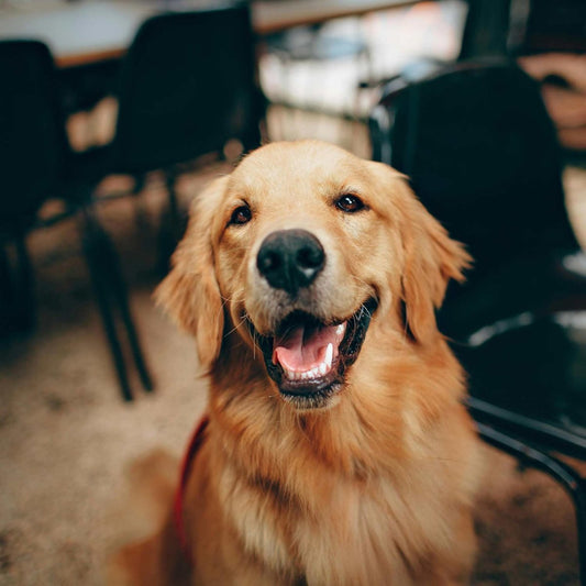 Golden Retriever mit glänzendem Fell sitzt fröhlich zwischen Stühlen – Symbolbild für gesunde Fellpflege beim Fellwechsel.