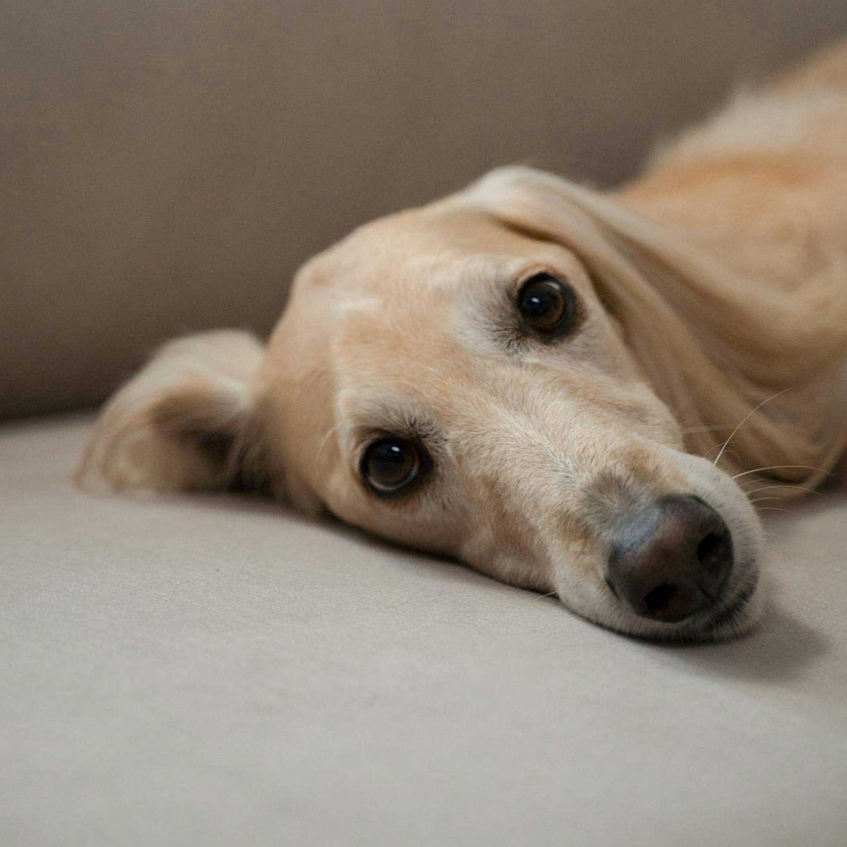 Ruhender, hellhaariger Hund liegt entspannt auf einem Sofa – Symbol für Ruhe, Vertrauen und achtsame Pflegerituale.