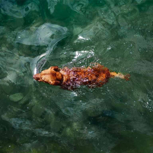 Sommer, Sonne, Wasserfreude - aber sicher!