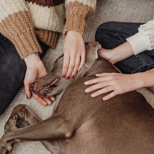 Zwei Menschen streicheln achtsam einen entspannten Hund auf dem Boden – Symbol für Nähe, Vertrauen und bewusste Pflegerituale.