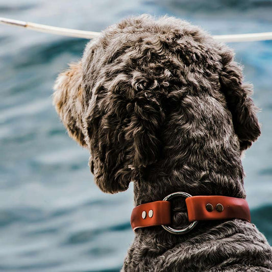 Hund mit lockigem Fell und rotem Halsband schaut von einem Boot auf das Wasser – Symbolbild für individuelle Fellpflege und Hundetypen