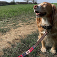 Bild in Galerie-Betrachter laden, Hundehalsband & Leine Set - Petalo
