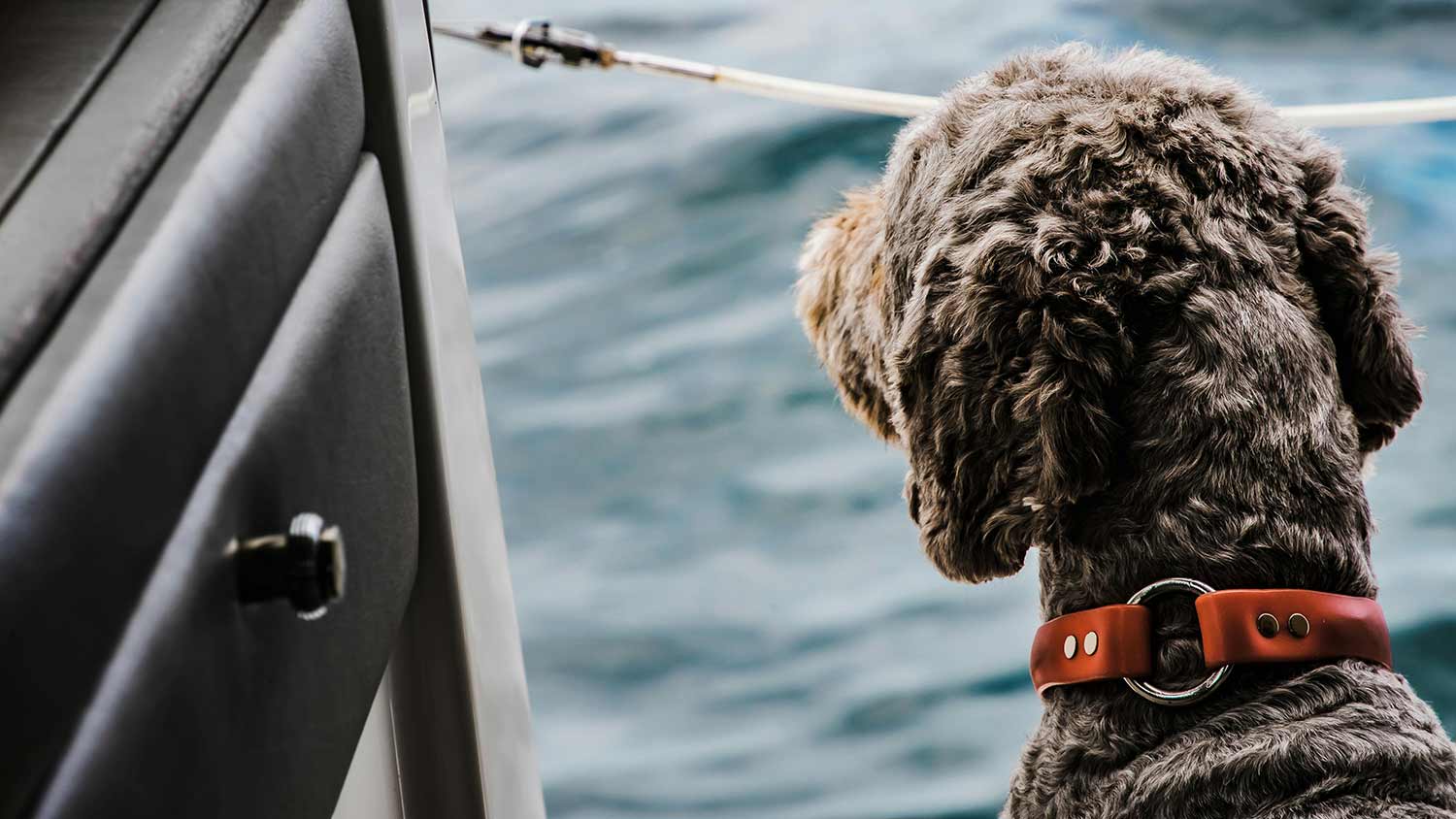 Hund mit lockigem Fell und rotem Halsband schaut von einem Boot auf das Wasser – Symbolbild für individuelle Fellpflege und Hundetypen