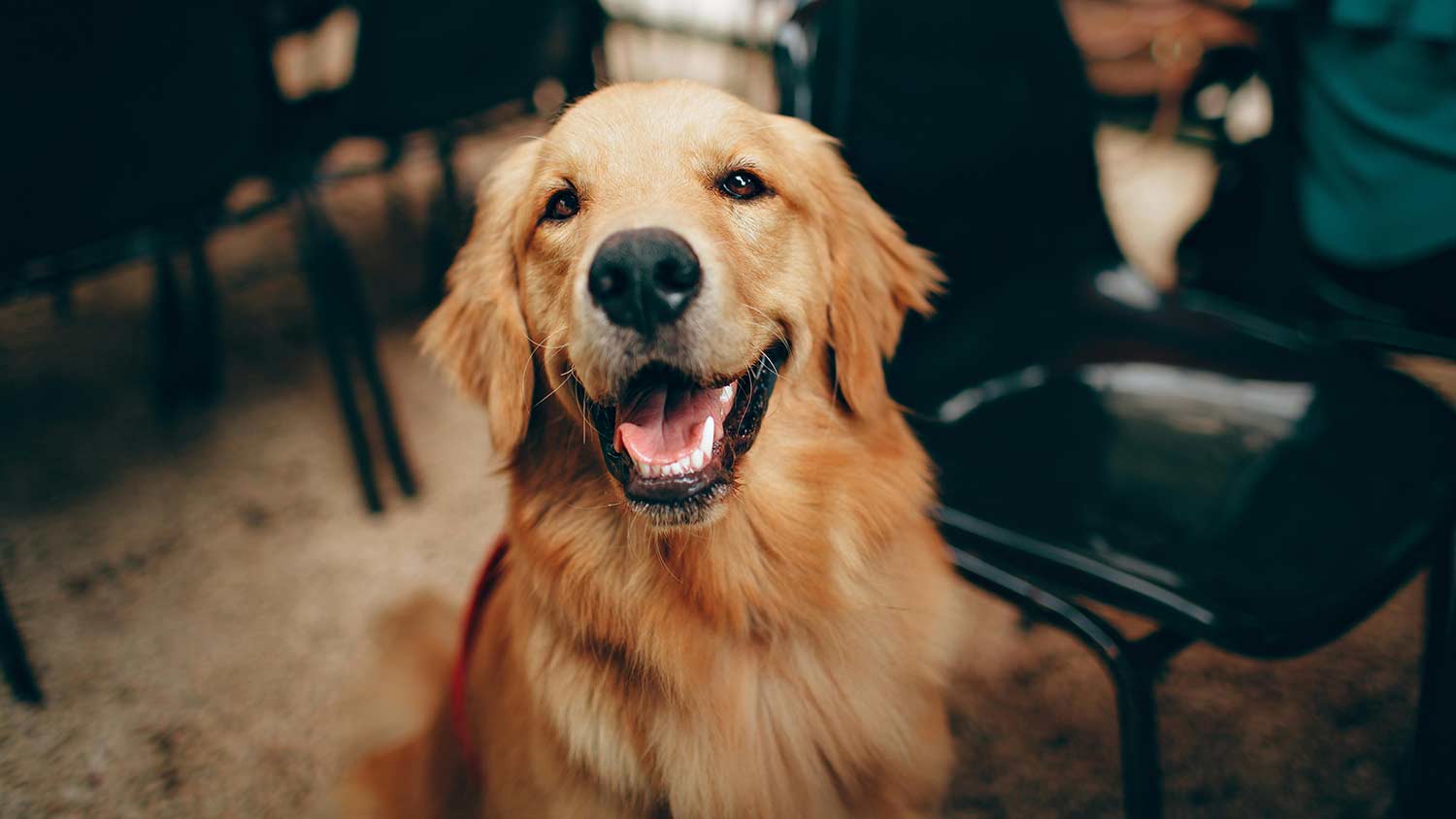 Golden Retriever mit glänzendem Fell sitzt fröhlich zwischen Stühlen – Symbolbild für gesunde Fellpflege beim Fellwechsel.