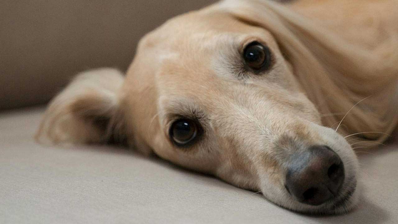 Ruhender, hellhaariger Hund liegt entspannt auf einem Sofa – Symbol für Ruhe, Vertrauen und achtsame Pflegerituale.