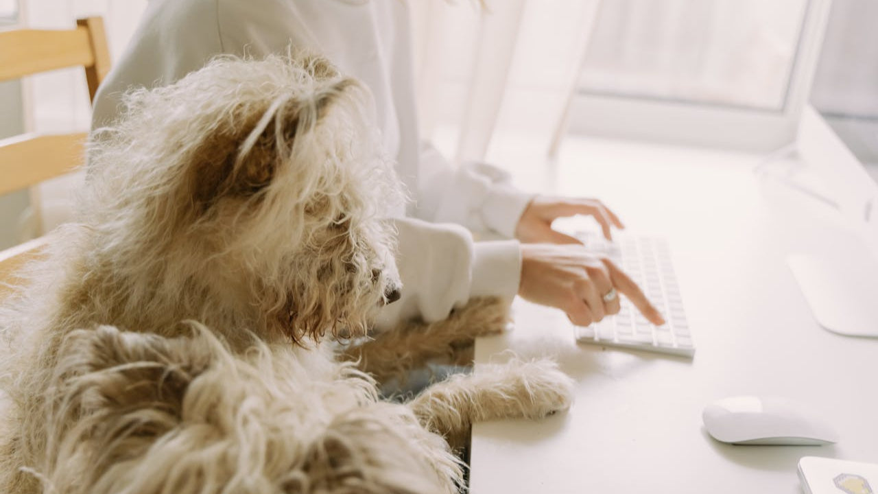 Hund liegt neben Laptop - symbolisch für den persönlichen Kundenservice bei Kiyono. Bei Fragen sind wir für dich da.