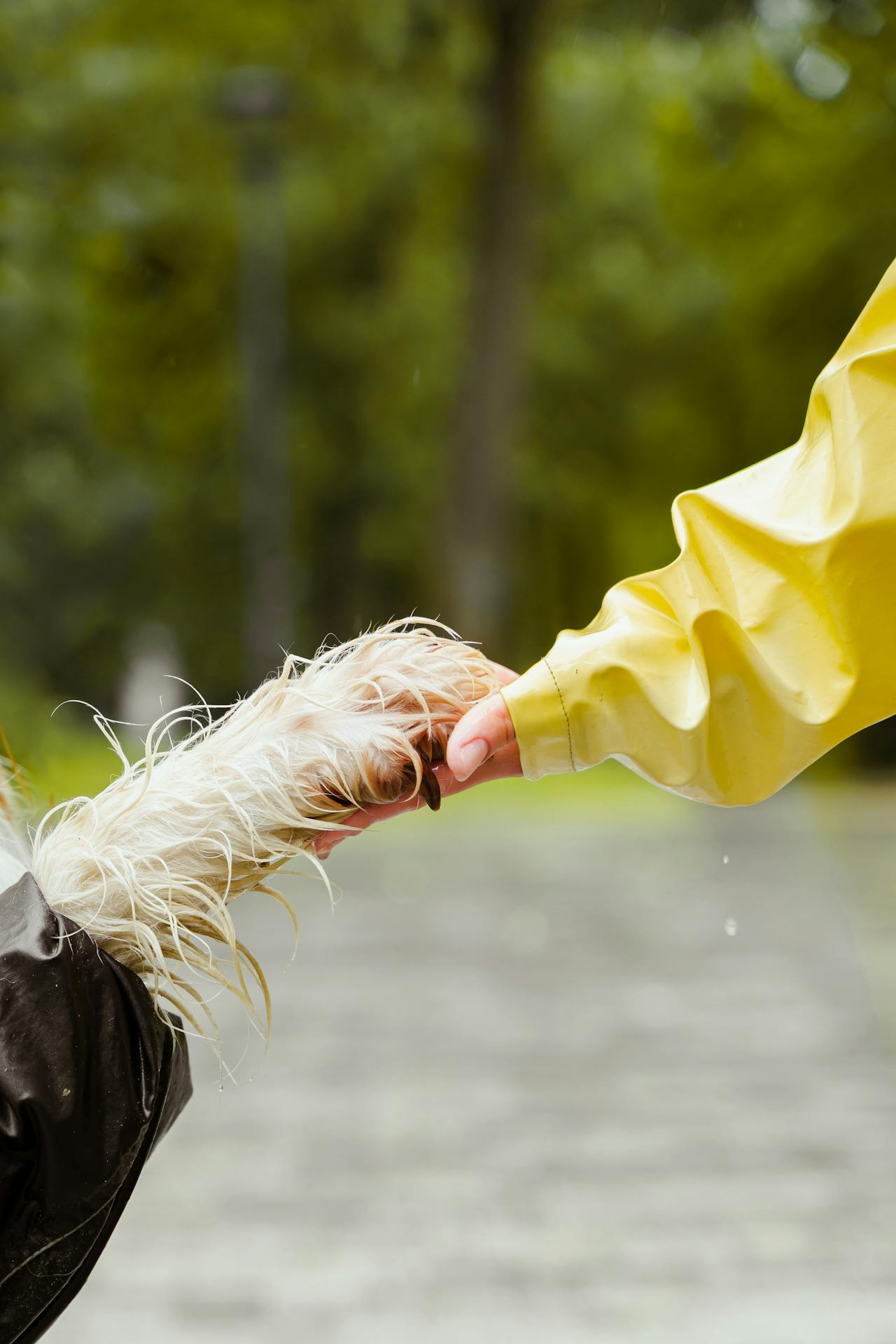 Mensch hält die nasse Pfote eines Hundes – Symbol für Verantwortung, Fürsorge und nachhaltige Entscheidungen bei Kiyono