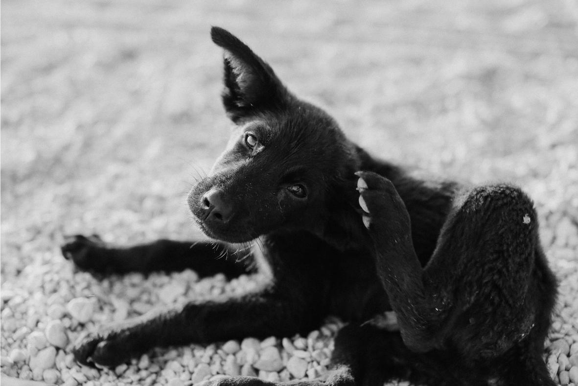 Auf dem Foto ist ein kleiner schwarzer Hund, der sich an seinen großen Ohren kratzt.