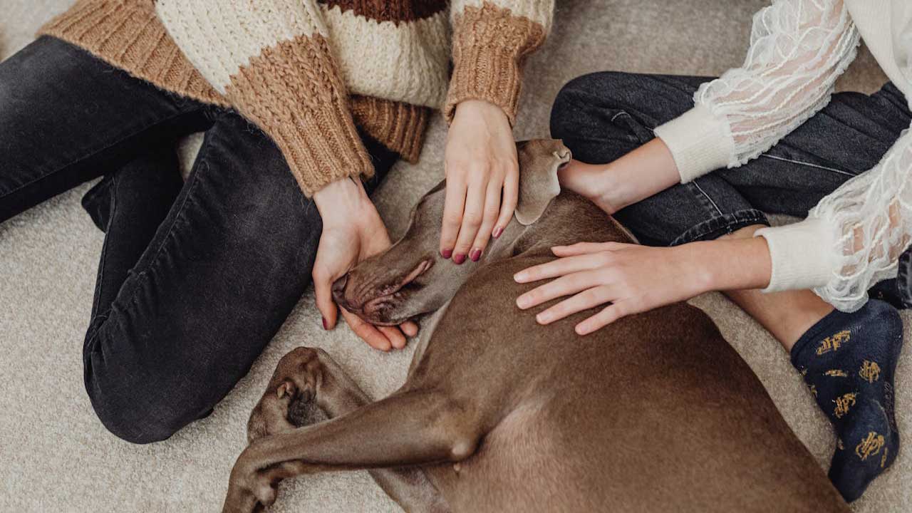 Zwei Menschen streicheln achtsam einen entspannten Hund auf dem Boden – Symbol für Nähe, Vertrauen und bewusste Pflegerituale.