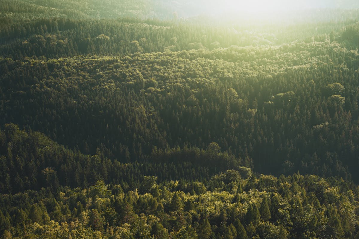 Luftaufnahme eines grünen Waldtals im Sonnenlicht – Symbol für Kreislaufwirtschaft und nachhaltige Verpackungslösungen bei Kiyono