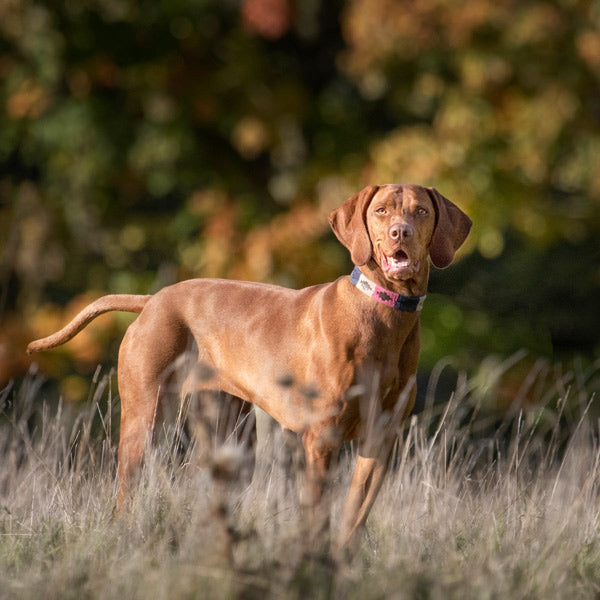 Hundehalsband - Petalo