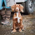 Bild in Galerie-Betrachter laden, Hundehalsband - Petalo
