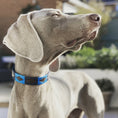 Bild in Galerie-Betrachter laden, Hundehalsband - Azules
