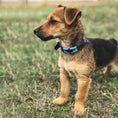 Bild in Galerie-Betrachter laden, Hundehalsband - Azules
