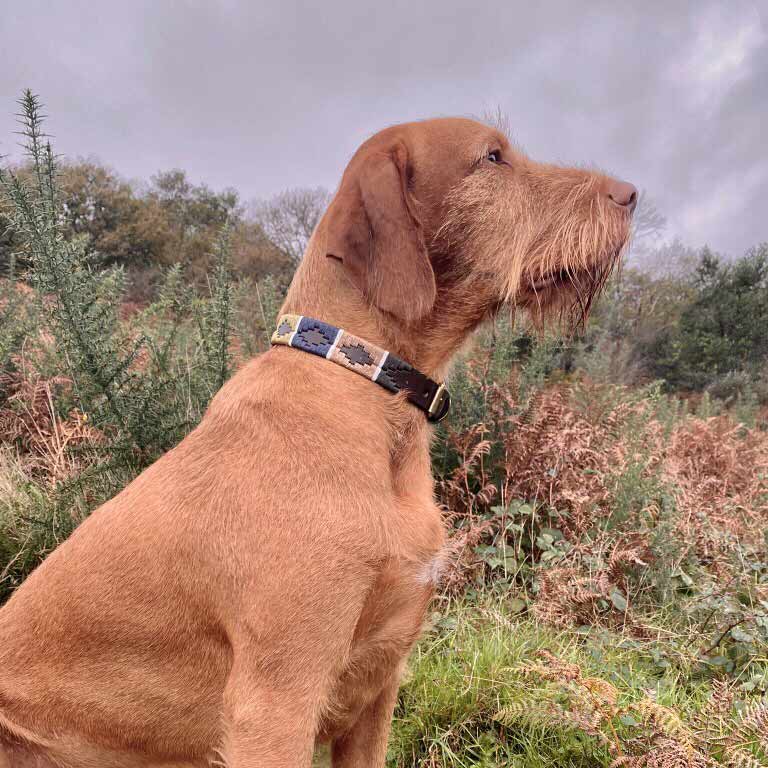 Hundehalsband - Caza
