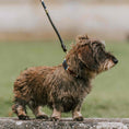Bild in Galerie-Betrachter laden, Hundehalsband - Caza
