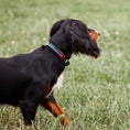 Bild in Galerie-Betrachter laden, Hundehalsband - Navidad
