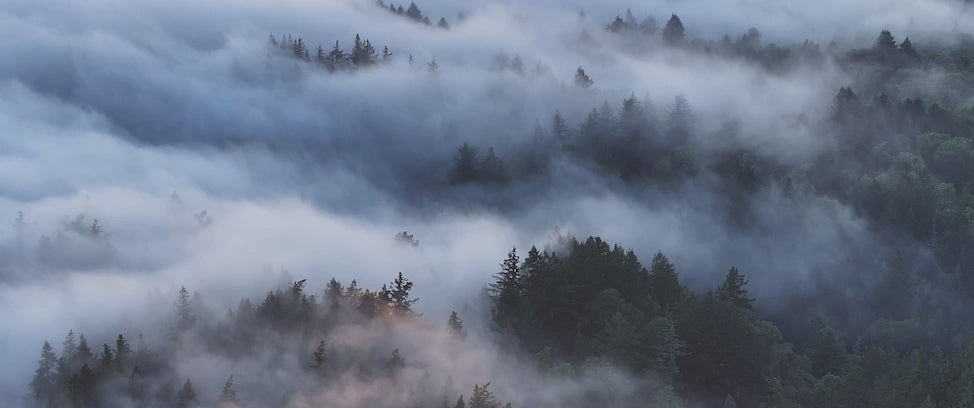 Nadelwald im Nebel – Symbol für nachhaltige Verpackungslösungen und Kiyonos Engagement im Grünen Punkt-System.