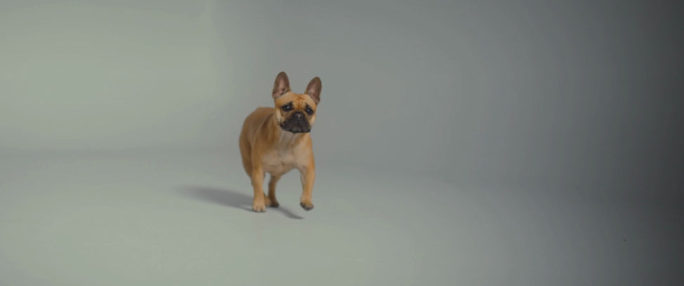 Eine French Bulldog steht aufmerksam im Studiohintergrund. Das Video steht für die beliebtesten Kiyono-Hundepflegeprodukte, die sich bei vielen Hundebesitzern bewährt haben.