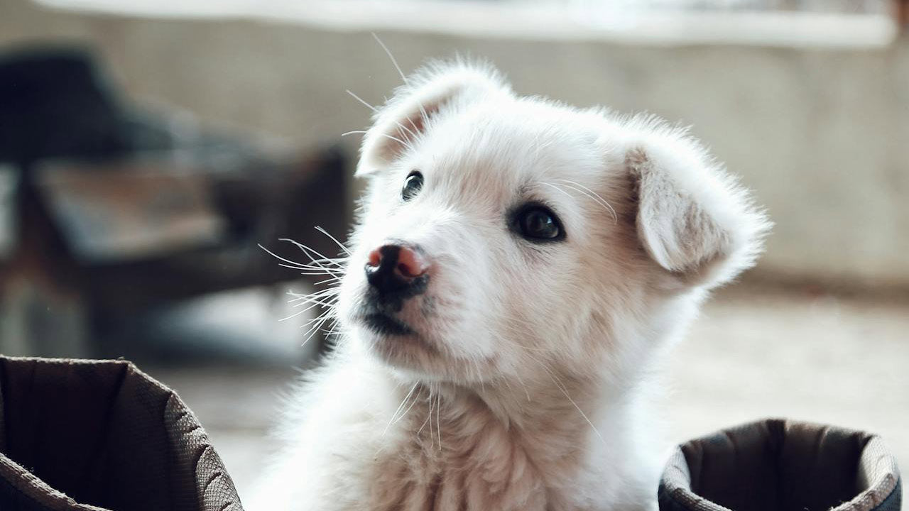Weißer Welpe sitzt neugierig zwischen zwei Winterstiefeln – Symbol für den behutsamen Start in die Pflegeroutine junger Hunde.